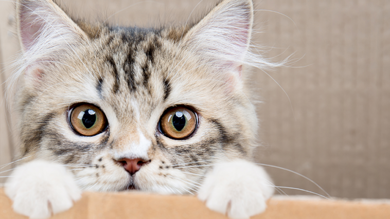 7 truques para facilitar a vida dos donos de gatos