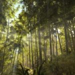 ATLAS - Árvores de habilidades