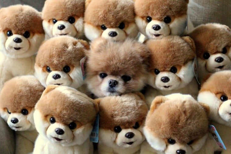 Animais que são mestres da camuflagem