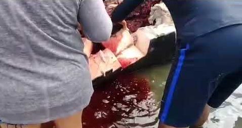 Baleia que morreu após encalhar na praia virou churrasco