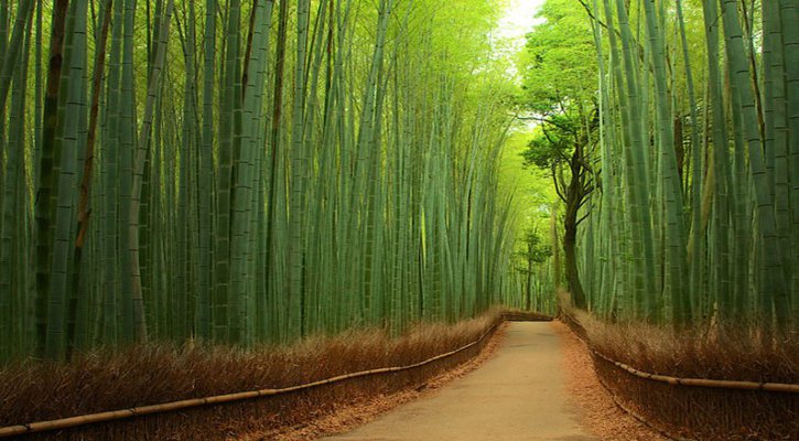 Floresta de bambu, China