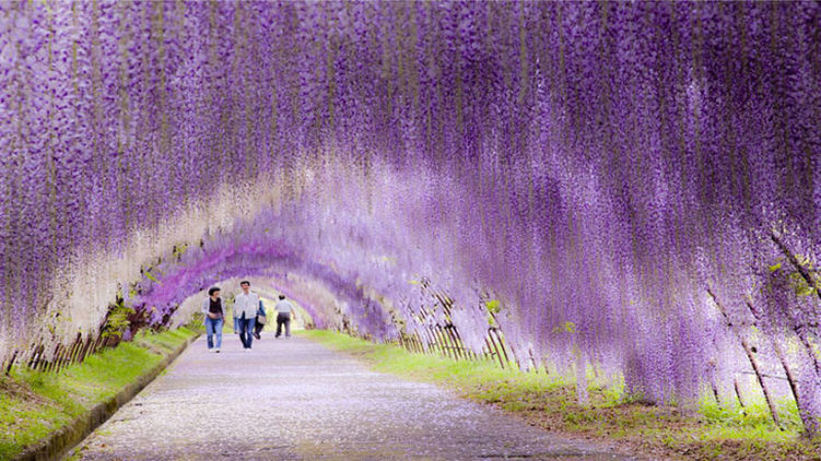 Túnel de flores no Japão