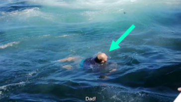 Baleia quase engole homem durante passeio de barco