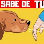 5 Coisas que seu cachorro sabe sobre você e você nem desconfia 🐶