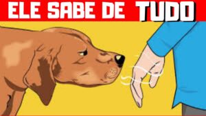 5 Coisas que seu cachorro sabe sobre você e você nem desconfia 🐶