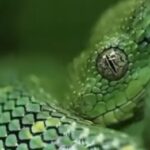 Cobra matando a sede bebendo água da chuva