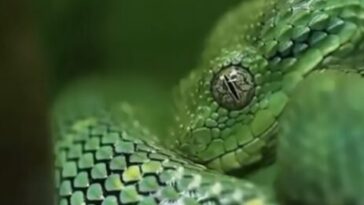 Cobra matando a sede bebendo água da chuva