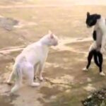 Feel like a ninja venha até mim Mano