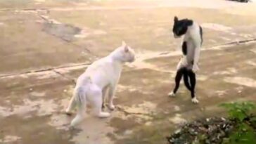 Feel like a ninja venha até mim Mano