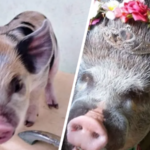 mini porgo vira porcão mini pig turns into a pig