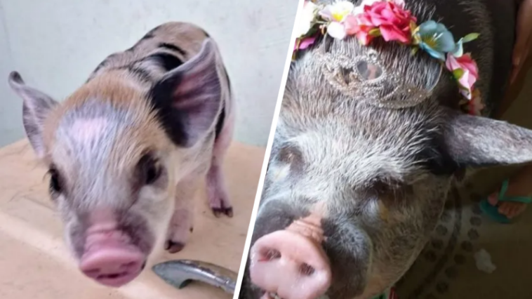 mini porgo vira porcão mini pig turns into a pig